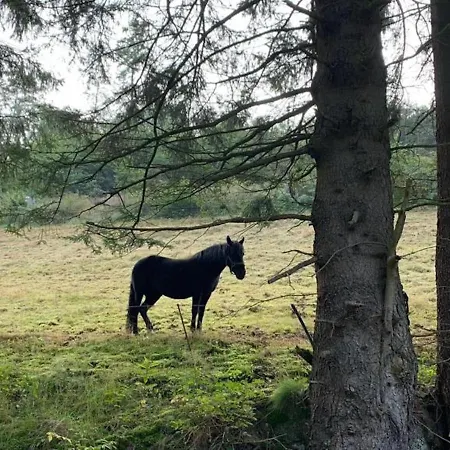 In Nahe Skipisten Willingen (Upland)