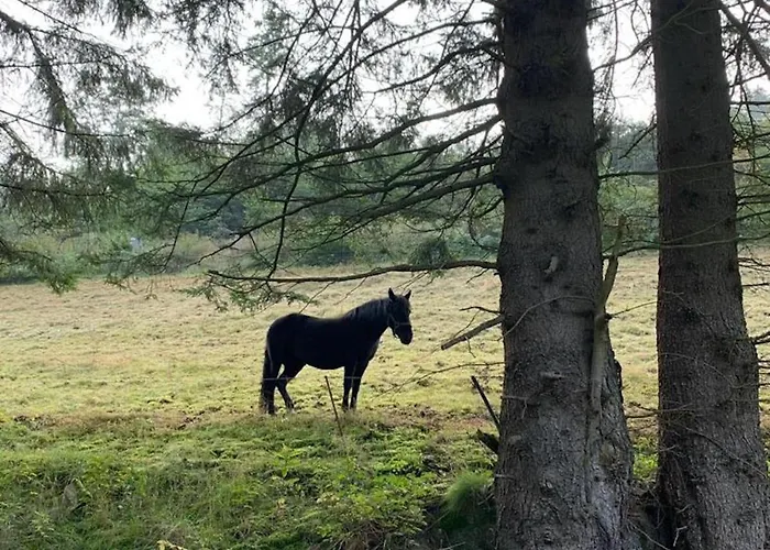 In Nahe Skipisten Willingen (Upland)